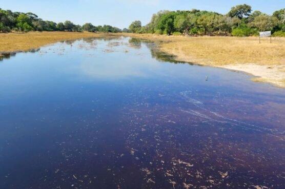 WhatsApp-Image-2025-06-30-at-12.20.19-PM-1-1024x796-556x369 Thamalakane river’s journey from bounty to barren, and back